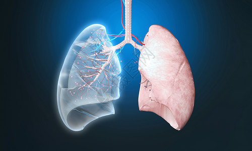 呼吸器官肺部肺泡透视3D图设计图片