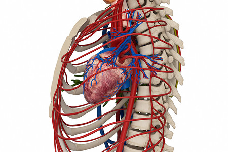 医疗导管胸导管设计图片