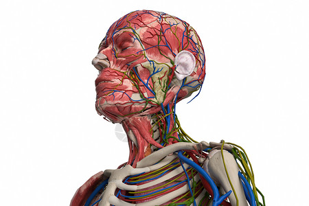 头部肌肉头颈淋巴设计图片