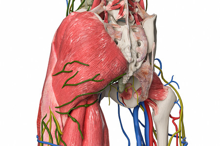 骨盆淋巴背景图片