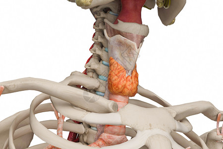 人体激素甲状腺设计图片