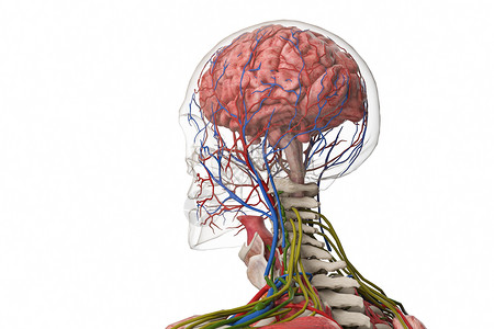 人体激素脑垂体设计图片