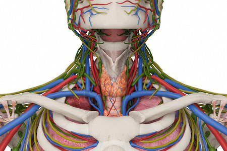 坐肩膀上甲状腺血管设计图片