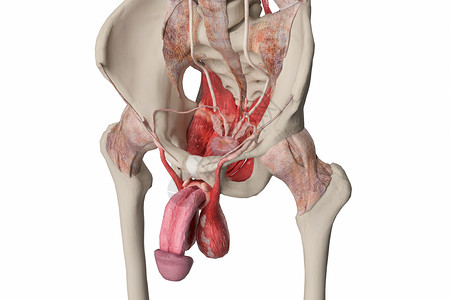 男性生殖系统男性内生殖器设计图片