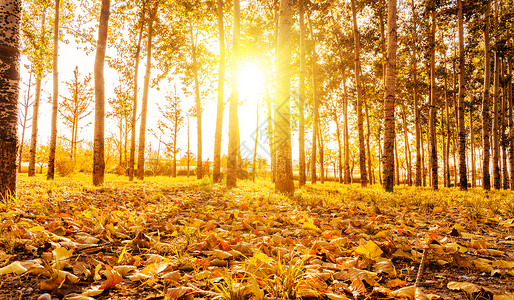 秋天的桦树林秋天背景设计图片