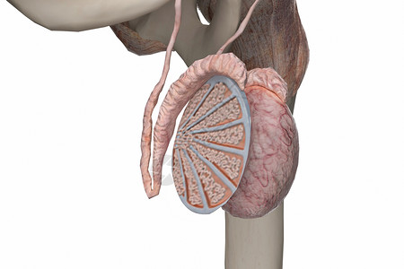 男性生殖系统睾丸截面设计图片