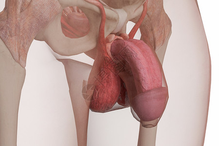 男性生殖系统阴茎设计图片