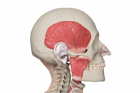 咀嚼肌建模颧骨高清图片