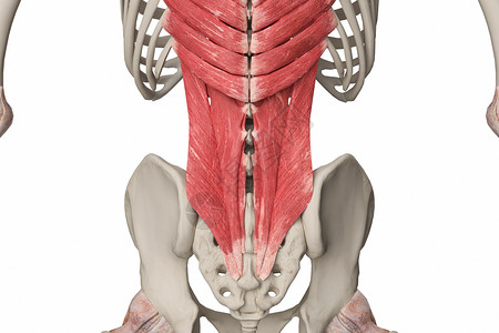 腰部浅肌群骨骼髂骨高清图片