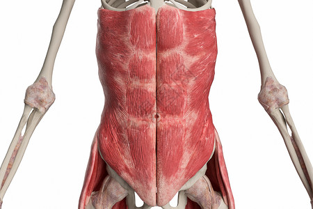 左腹直肌腹部肌肉设计图片