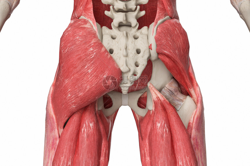 臀部肌肉图片