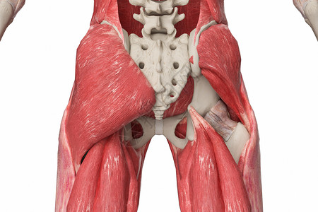 臀部肌肉3D中概股高清图片