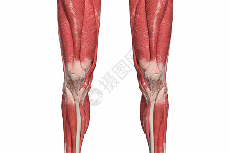 下肢肌肉膝盖上下肌群设计图片
