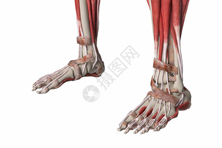 脚踝和脚趾长伸肌腓骨高清图片