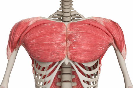 胸肩肌人体生殖高清图片