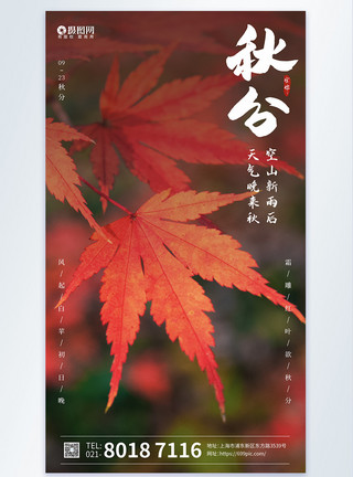 树叶照片二十四节气秋分摄影图海报模板
