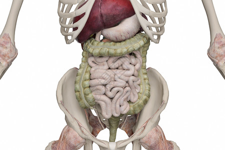 下消化系统人体模型空肠高清图片