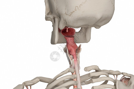 咽喉三维食管高清图片