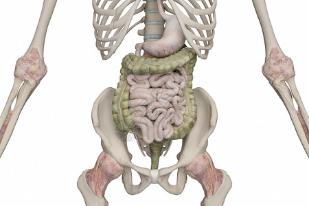 消化道三维空肠高清图片