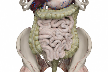 肠消化道回肠高清图片