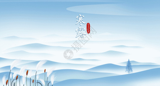 风景背景图二十四节气寒露芦苇大雁插画GIF高清图片