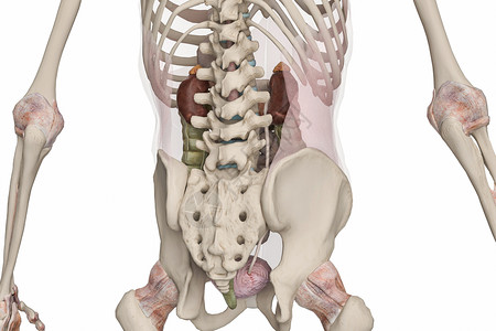 腹膜后器官骨盆后倾高清图片