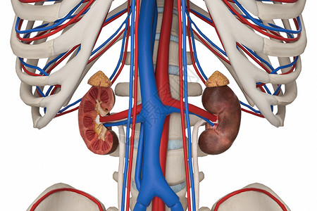 男性肾血管背景图片