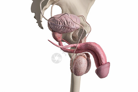 海绵体男性膀胱设计图片