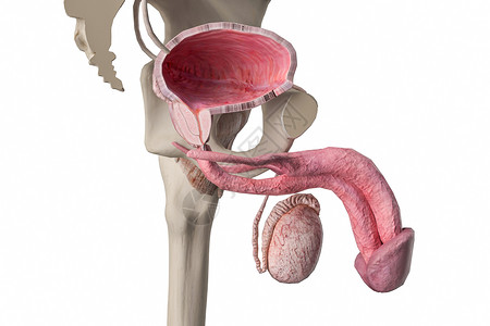 海绵体男性膀胱横截面设计图片