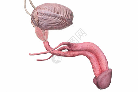 海绵体男性尿道和尿道口设计图片