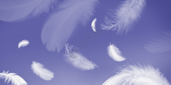 长春花蓝羽毛背景背景图片