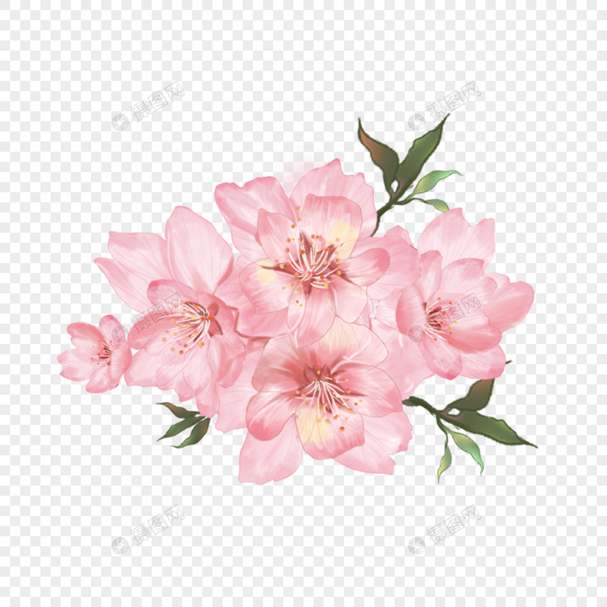 水彩重瓣樱花粉色花朵花团图片