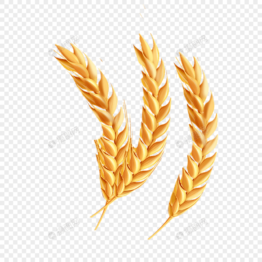 金色麦子粮食图片