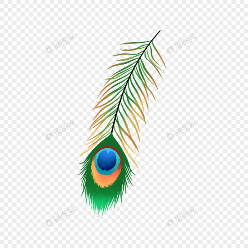 漂亮的绿色孔雀羽毛图片