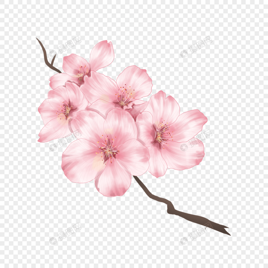 樱粉色樱花花朵花团图片