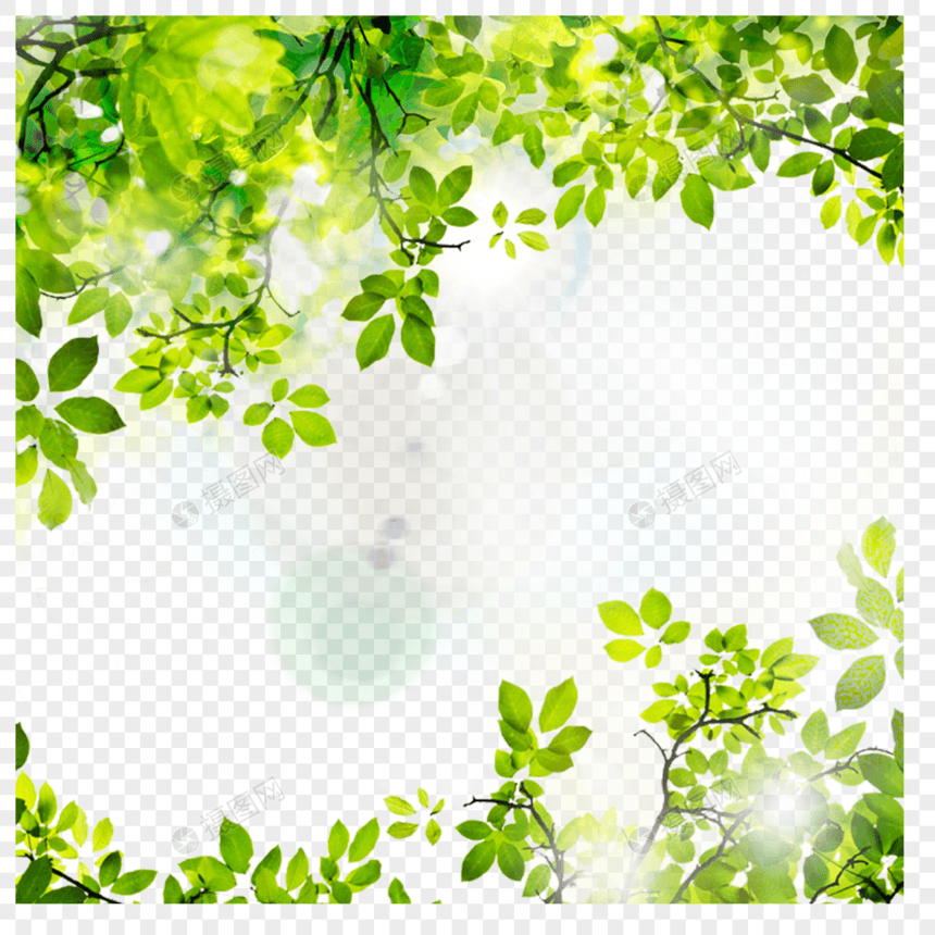 树叶阳光热带夏季绿色边框图片