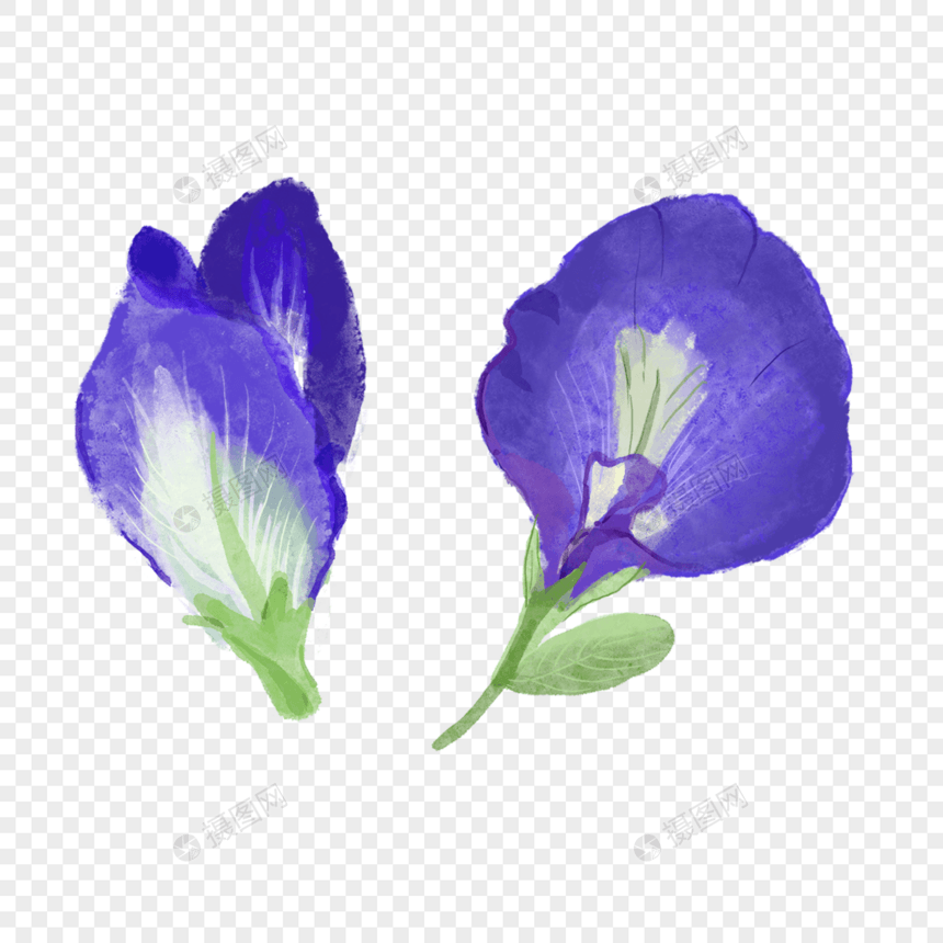 两朵水彩紫色豌豆花图片
