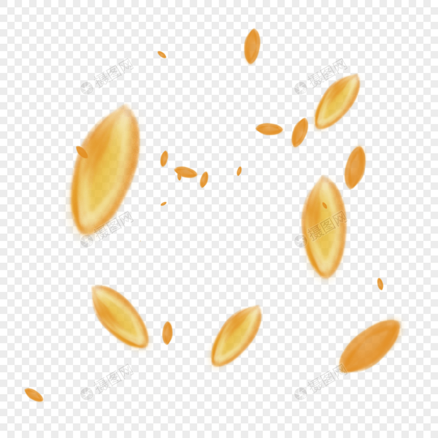 金黄的小麦籽粒图片