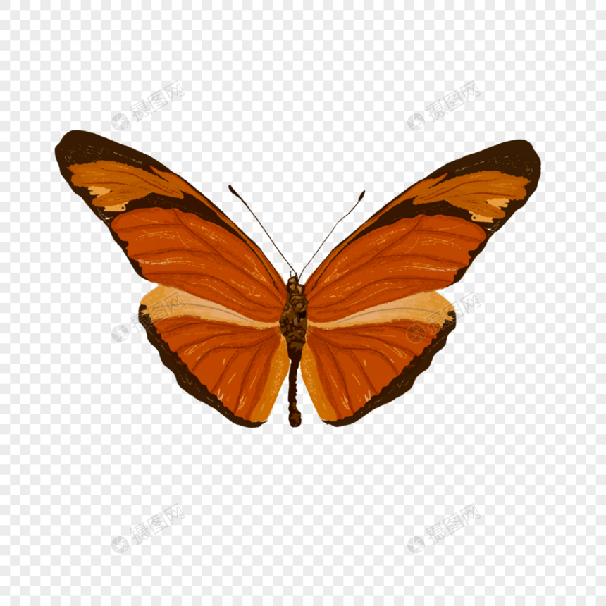 复古质感橙黄色蝴蝶图片