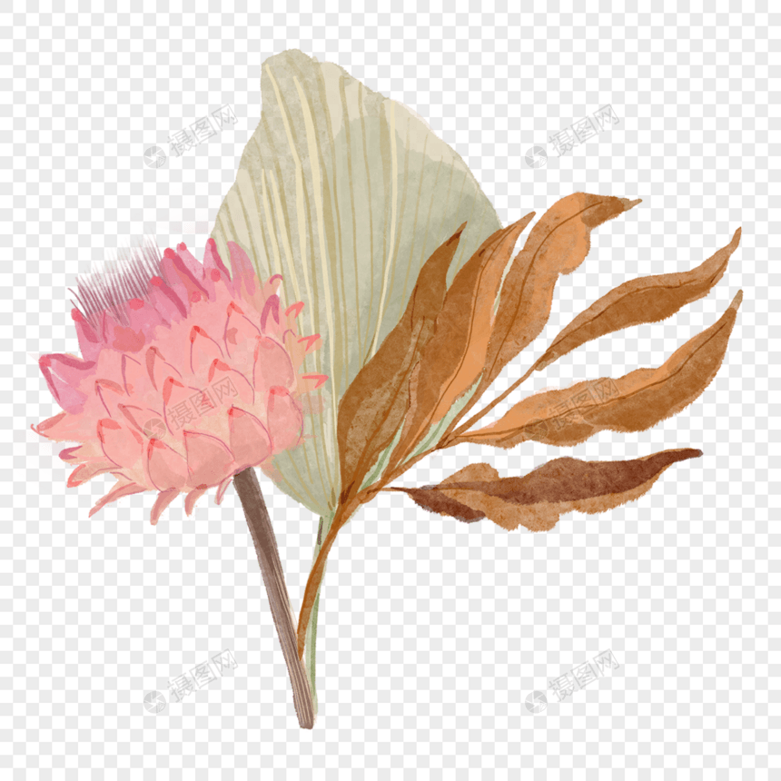 水彩热带干扇棕榈叶和干花组合图片