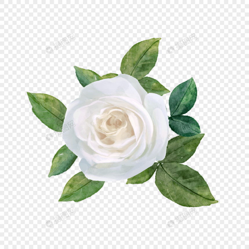 白玫瑰水彩婚礼花卉图片