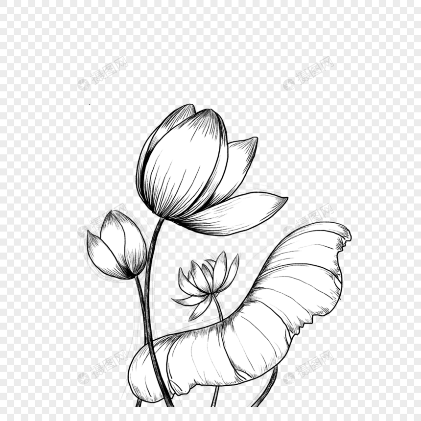 为绽放的莲花花苞黑白素描图片