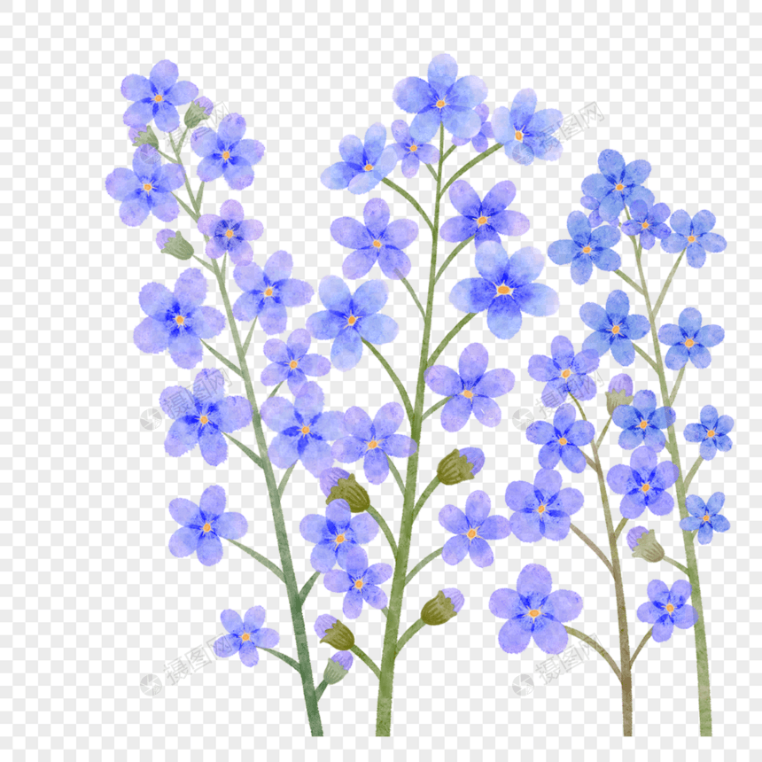 蓝色的水彩勿忘我花卉图片