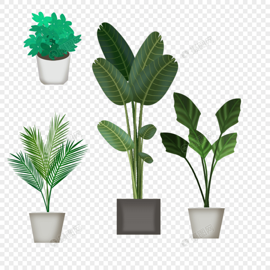 绿色室内植物盆栽图片