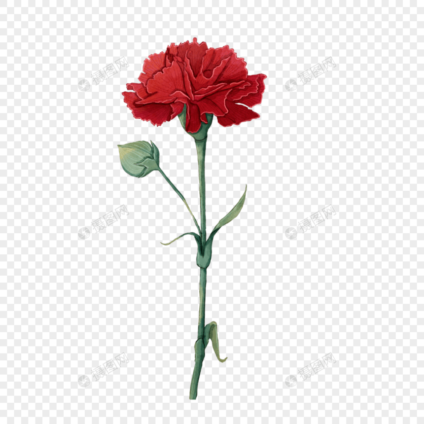 红色康乃馨花束图片