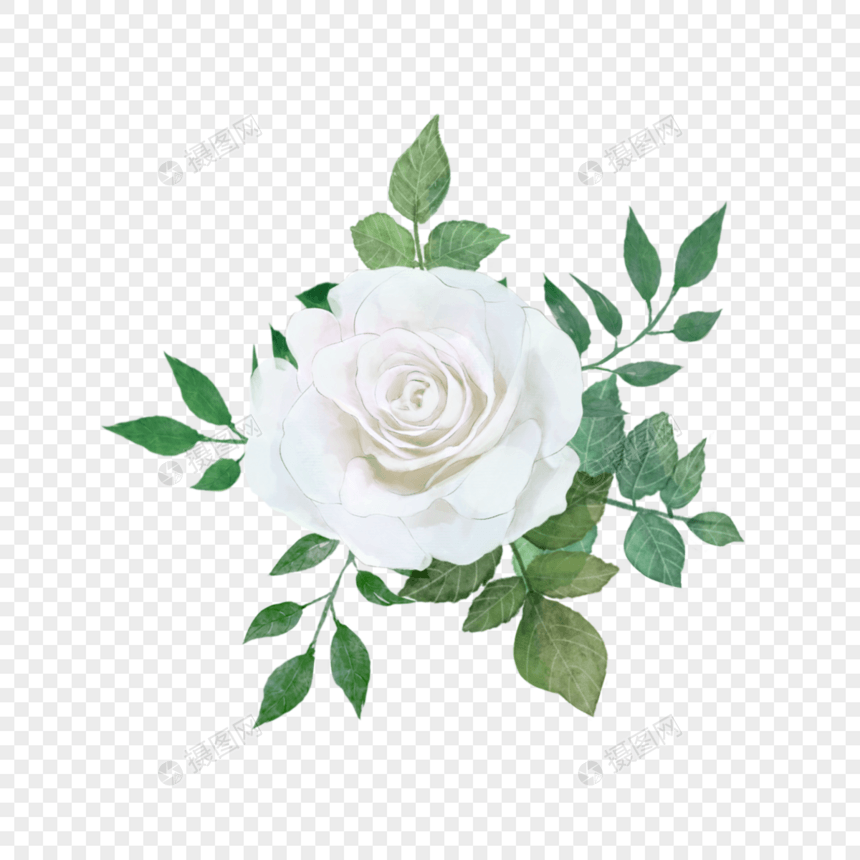 白玫瑰水彩绿叶花卉图片