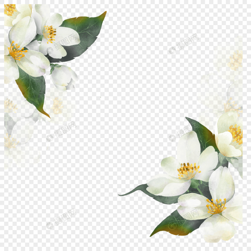 茉莉花水彩花卉图片