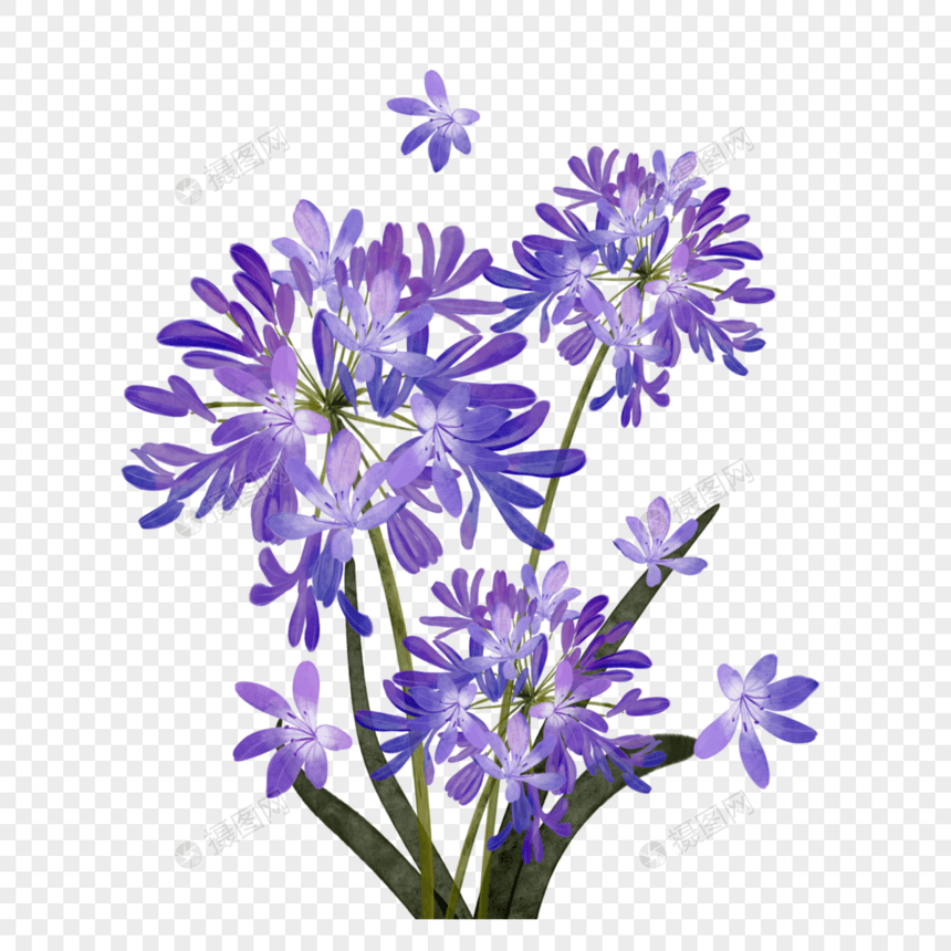 百子莲水彩花卉紫色植物图片