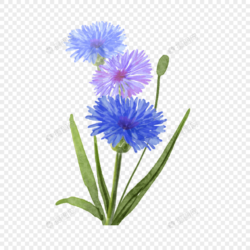 水彩花卉蓝色矢车菊图片