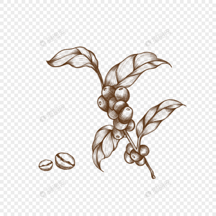 素描复古风咖啡豆植物种子图片